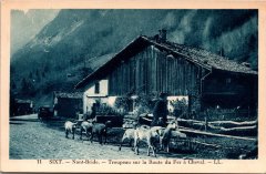 Troupeau de moutons sur la route du Fer-à-Cheval à Nambride