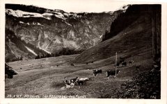 Les pâturages des Fonts - 1947