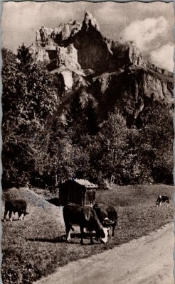 Pâturage devant le Fer-à-Cheval