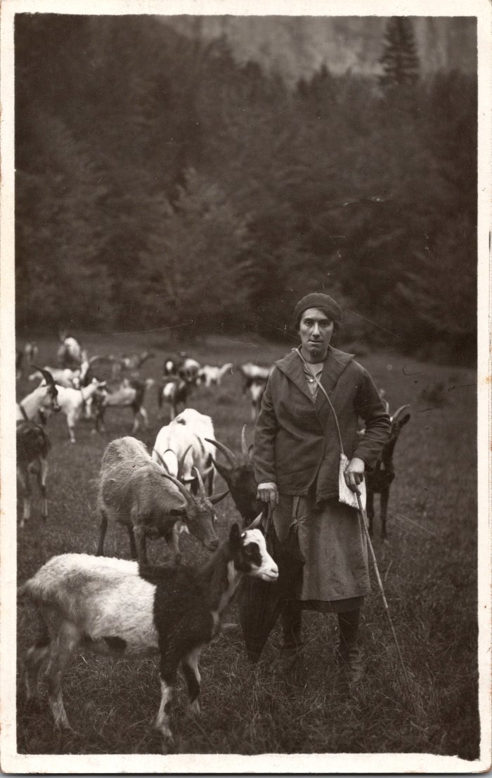 Photo d’Alphonsine MOCCAND avec les chèvres au Vivier