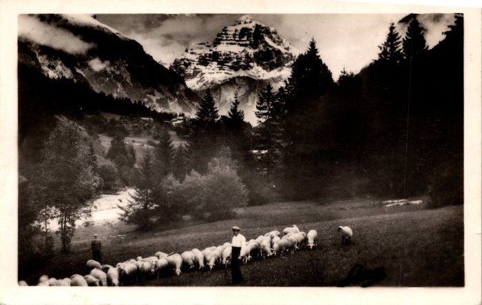 Pâturage avec les moutons près du Molliet