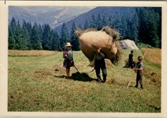 Foin au Lignon, aout 1969